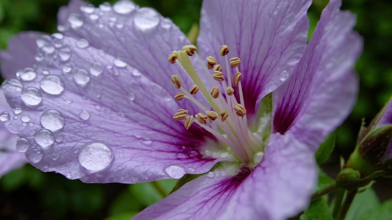 Lush garden in gentle rain
