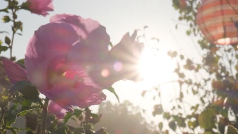 Close-Up-Of-Pink-Hibiscus-Flowers-With-Warm-Sun-Shining-In-Background