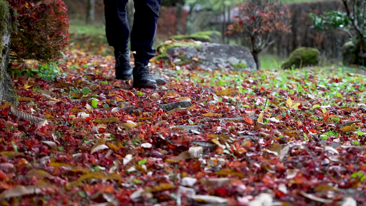 Low angle view of a man walking on a stone path covered with autumnal red leaves in a park. Slow Motion