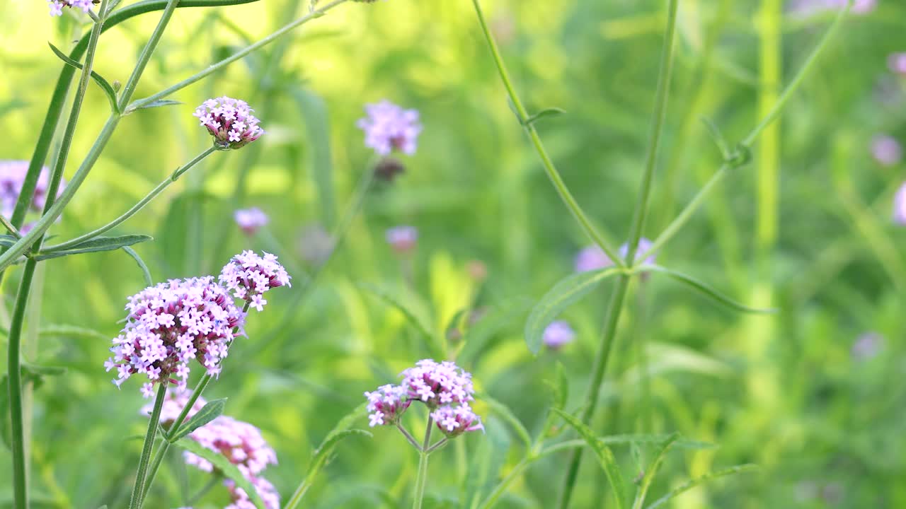 푸른 공원 에서 부드럽게 흔들리는 보라색 베르베인 꽃
