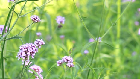 las flores de verbena púrpura se balancean suavemente en un exuberante parque verde