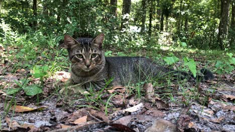 super sweet brown mackeral tabby cat playing outdoors near the woods