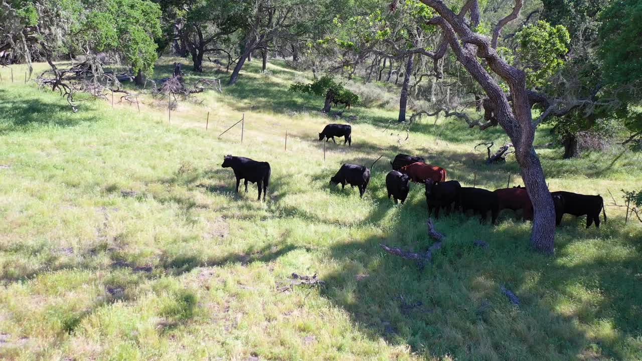 Vista aerea di mucche al pascolo in un campo nelle colline della California Centrale 2
