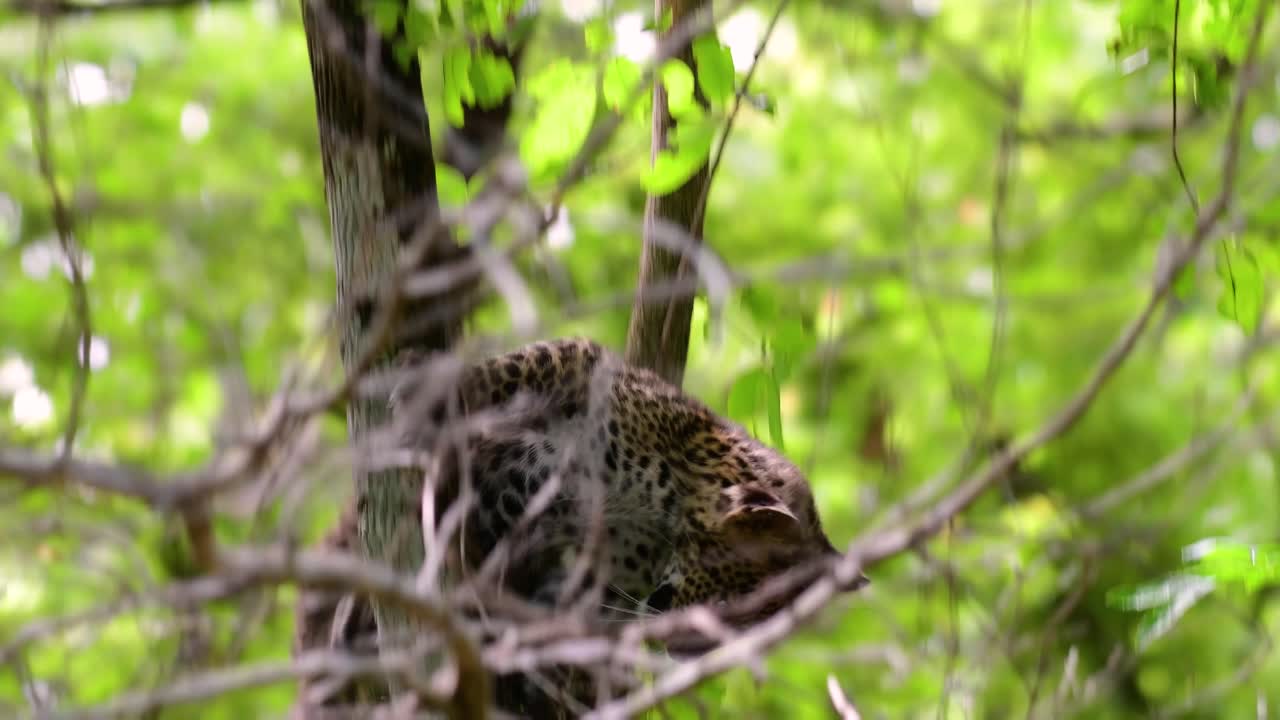 el leopardo de indochina es una especie vulnerable y uno de los grandes felinos de tailandia