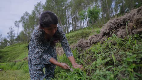 indian female farmer cutting tall green grass with a sickle in a rural field, focused on traditional farming work, 4k video