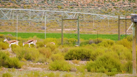 la oveja springbuck se va con el recién nacido después de defecar en el campo, estática