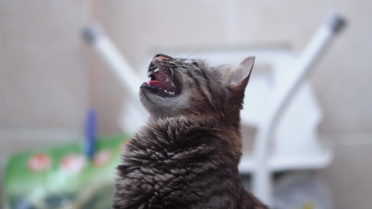 un primer plano de un gato esponjoso de color negro y marrón de maine coon con ojos verdes, gruñendo y cazando después de una mosca, mascota casera, video de 4k en cámara lenta