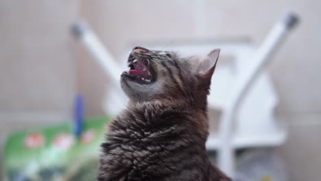 a close up shot of a maine coon black and brown tiger colors fluffy cat with green eyes,growling and hunting after a fly, home pet, slow motion 4k video