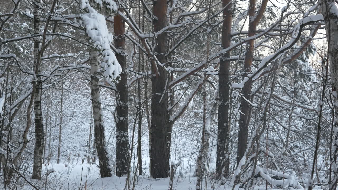 눈 인 숲의 장면