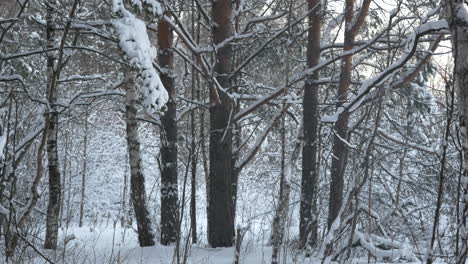 escena de un bosque nevado