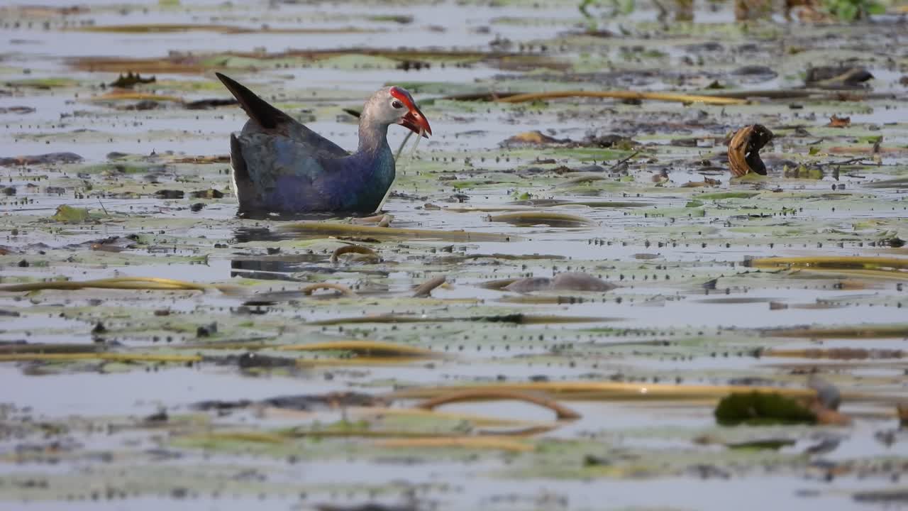 púrpura gallinule uhd mp4 4k video