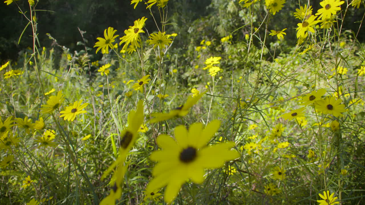 toma panorámica de flores amarillas en un campo