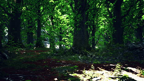 trunk and stone covered with a green moss