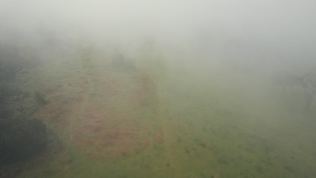 Misty Mountain Meadow