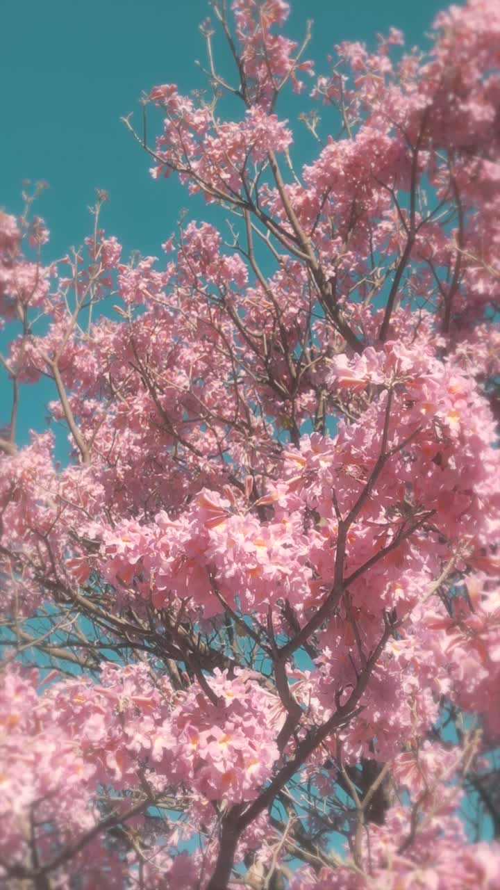 Pink Flowering Tree Blossoms Against a Clear Blue Sky