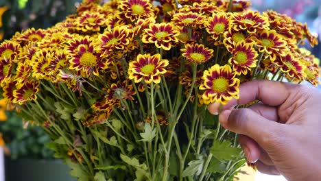 hand picking a bouquet of yellow and red chrysanthemum flowers