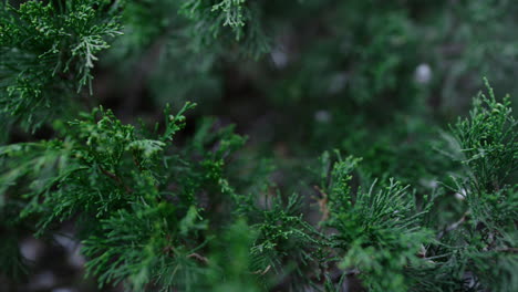 Nahaufnahme-Eines-Dunkelgrünen-Busches,-Der-Den-Wind-Im-Schönheitswald-Weht.-Grüner-Busch-Im-Frühling