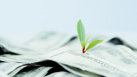 small plant growing on currency note