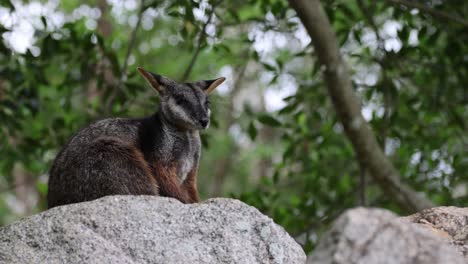 wallaby sits calmly on a rock among green foliage