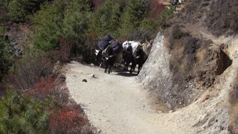 a yak train walking on the trail to everest base camp beyond namche bazaar in nepal