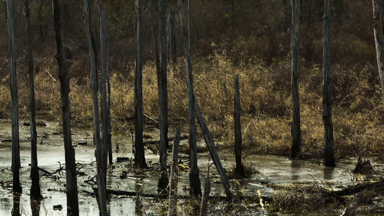 Swamp scene with sunlit reeds and bare trees in Point Remove Wildlife Area, Blackwell AR
