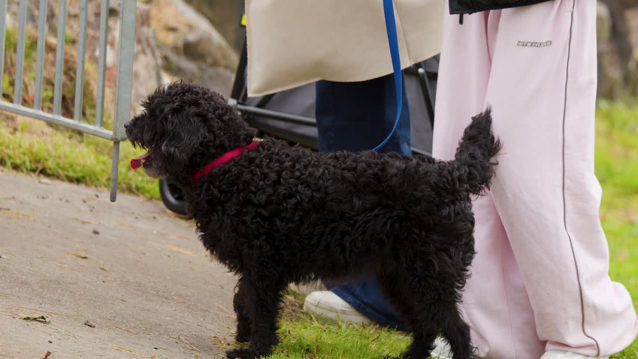 Curly black Labradoodle stands on grass, leashed, beside people in casual outdoor setting