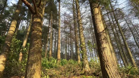 trees on a hill in the forest woodlands