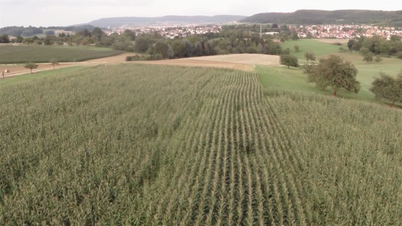 vista aérea de un campo de maíz