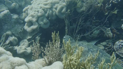 pretty sea turtle resting underwater between coral plants on the ground of ocean - close up