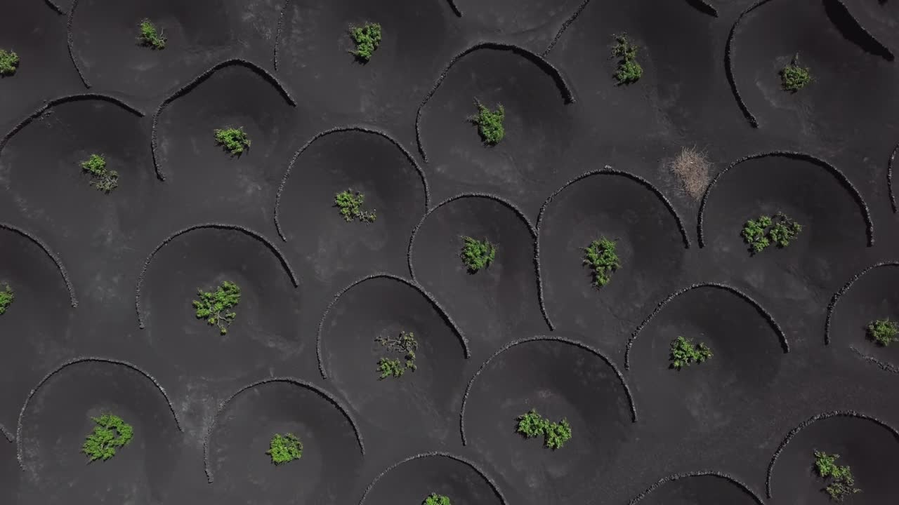 vista aérea de los viñedos en ceniza volcánica, valle del vino de la geria, lanzarote, islas canarias, españa.