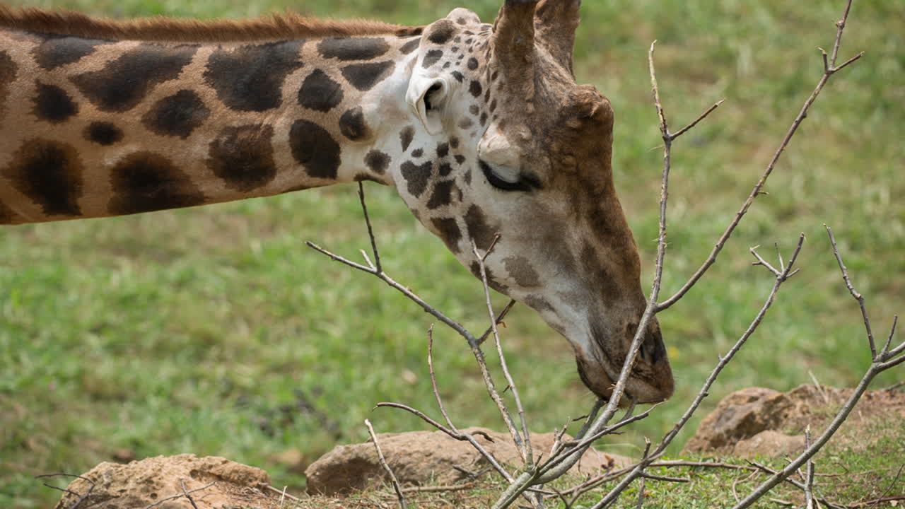 Giraffa che mangia 94