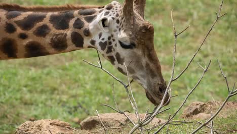 Giraffe-Eating-94