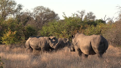 Eine-Gruppe-Südlicher-Breitmaulnashörner-Steht-Zusammen-Unter-Der-Heißen-Afrikanischen-Sonne-Im-Greater-Kruger-National-Park,-Afrika