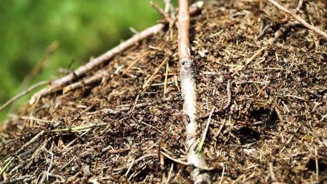 dozens of ants moving on anthill in forest