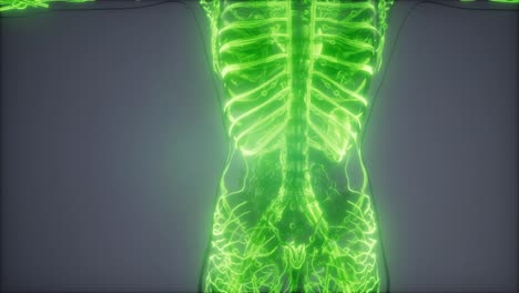 vasos sanguíneos del cuerpo humano