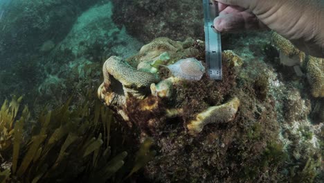 A-scuba-diver-taking-measurement-and-data-collection-on-a-Sea-Snail-Cowry-underwater