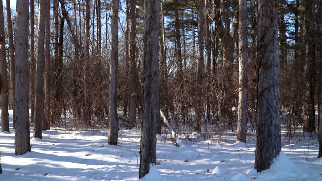 숲에서 나무의 아래쪽 부분의 수평 팬
