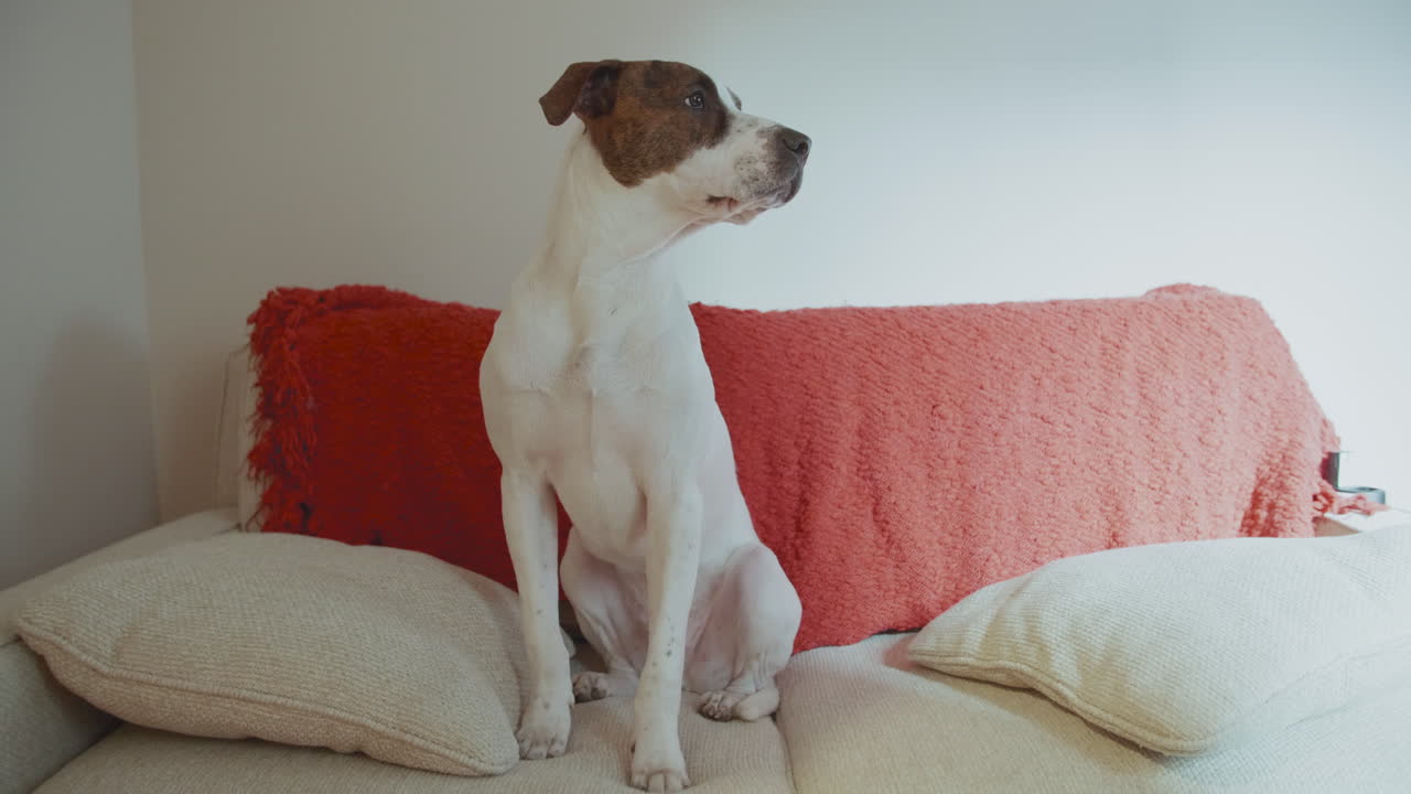 cachorro de mezcla de boxeador colgando en el sofá