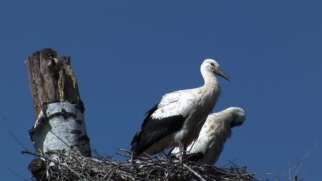 The-young-stork-couple-in-the-nest-in-a-Ukrainian-village-in-summertime