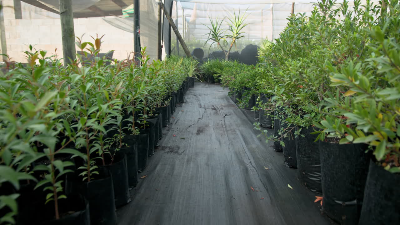 Rows of young plants growing in greenhouse nursery, thriving in natural light