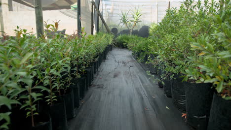 rows of young plants growing in greenhouse nursery, thriving in natural light