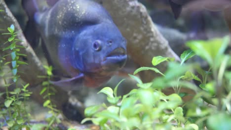 pacu o piranha en el acuario