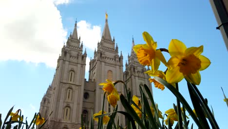 a low angle of the salt lake temple blurred in the background with daffodils in focus in front in utah at the center of the church of jesus christ of latter-day saints in slow motion