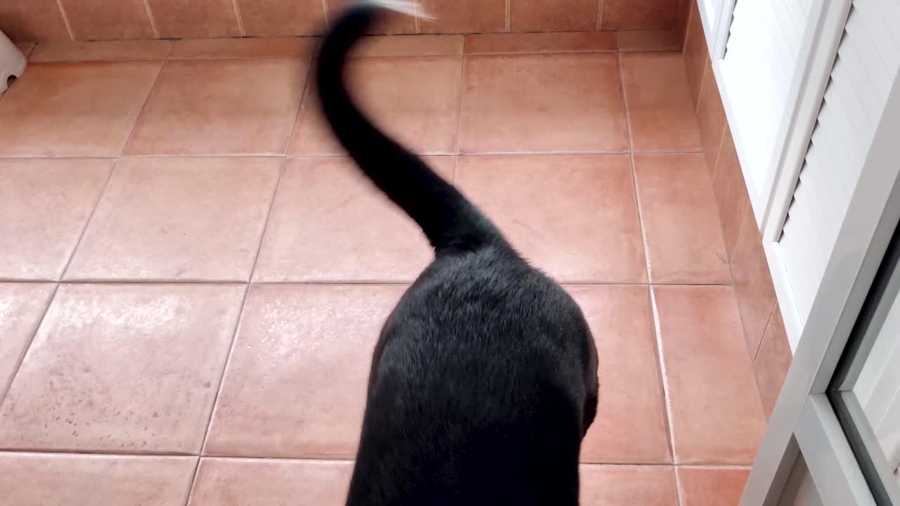 집에서 기쁨을 표현하기 위해 행복하게 꼬리를 흔드는 개의 정적인 핸드헬드 샷