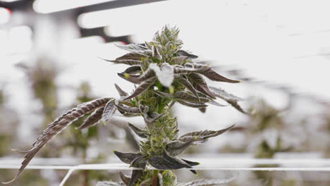 tracking shot of marijuana plant in indoor greenhouse production, rack focus