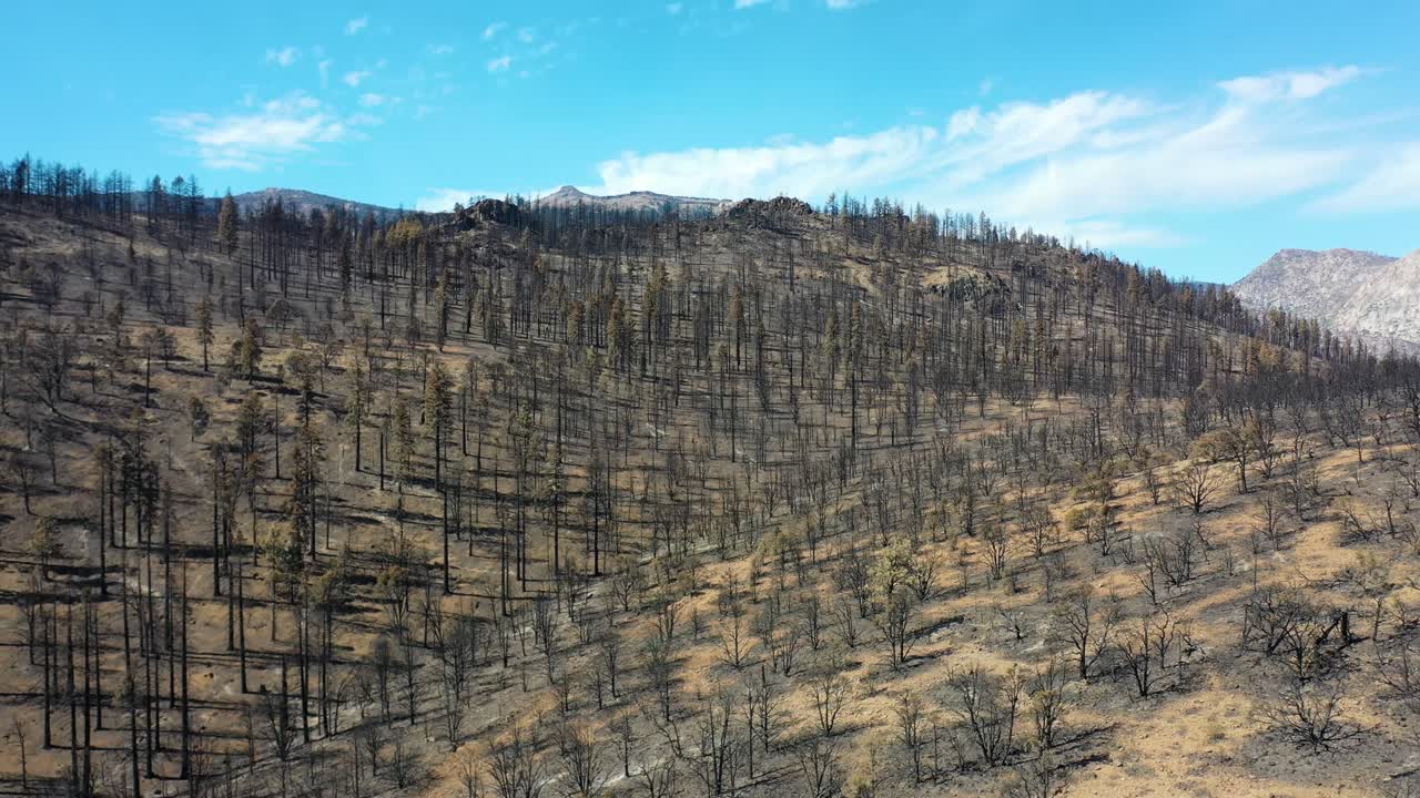 antena sobre árboles forestales destruidos quemados y destrucción del desierto del fuego caldor cerca del lago tahoe, california