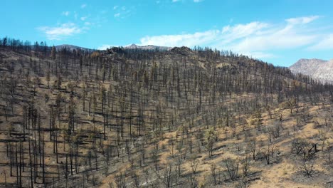 aerial over burnt destroyed forest trees and wilderness destruction of the caldor fire near lake tahoe, california