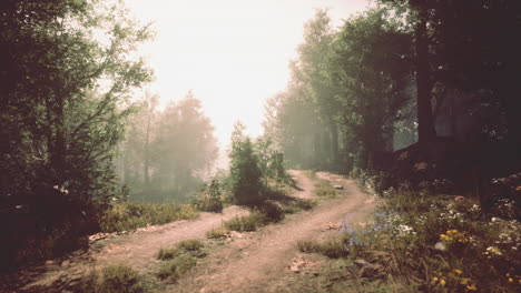 a dirt path leads through a misty forest