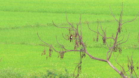 Martín-Pescador-De-Garganta-Blanca,-Halcyon-Smyrnensis,-Tirando-Basura-Mientras-Está-Sentado-En-Una-Rama-De-árbol-Sobre-Arrozales