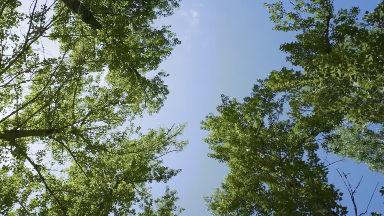 오후의 태양이 있는 나무의 무성한 녹색 잎의 아래에서 위로 보기